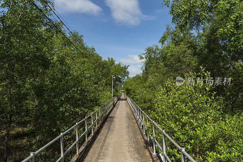 道路穿过越南南部的红树林，Soc Trang省